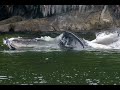 Witnessing the Great Bear Rain Forest