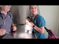 Puppies Getting First Vacinations - Day 110 - Puppies Journey