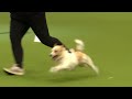 Olly the amazing Jack Russell & Karen at Crufts 2017