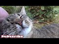 New Cat Finds The Best Friend Ever!!