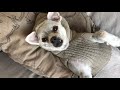 Caught My Dog Taking The Day Off | **FUNNY**