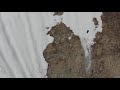 Спасение медвежонка на скальном обрыве.  Bear cub and drone. Full version of the original video