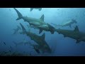 Las Migraciones Épicas De Las Tortugas Gigantes | Galápagos Salvaje | Real Stories En Español