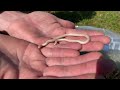 Albino Ringneck Snake With Music