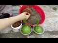 2 NEW ADVANCED TECHNIQUES Propagate grapefruit trees at home quickly, grow super fast