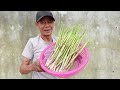 Growing Asparagus At Home The Most Productive and Effective, Fast to Harvest