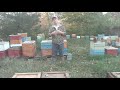 🔵Why do bees leave/abscond in fall and leave their honey?