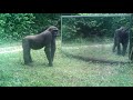 Unlike his family this young gorilla male takes his mirror training seriously in the Gabon jungle