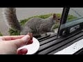 Squirrel runs away with my bowl