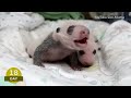 Baby Pando Video | Atlanta Zoo 