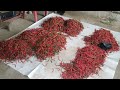 kebun cabe MERAH KERITING, PANEN LAGI