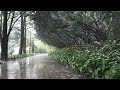Rainsounds on a walkway that clears the mind. Reduce Stress, Improve Focus, Fast asleep, Relaxing