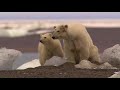 Life With Polar Bears In The Frozen Arctic | Polar Bear Alcatraz | Real Wild