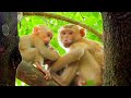 Baby love. Baby Jovi comes to meet baby Zuri and mother Amanda. macaco. macaque. bandar. monkey
