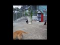 😻🐱 So Funny! Funniest Cats and Dogs 2024 ❤️😂 Funniest Animals #16
