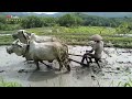 Sudah langka sekali || petani bajak sawah pakai sapi-Fadly Channel