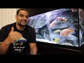 How To Raise PH For African Cichlids - (Do you really have to?)