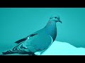 I5HI - Snuifduif (sniffing pigeon)