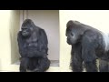 A ruckus that even Annie is worried about! Shabani and Kiyomasa's rampage!  Gorilla, Silver back.