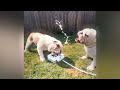 🐕 So Funny! Funniest Cats and Dogs 🤣 Funny And Cute Cats Videos 2024 😍