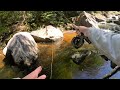 Fly Fishing for a Trout you have to see to believe!! (Fall Trout Fishing)