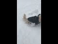 Coton Poo loves snow