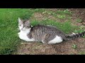 ICYMI Caturday! * Mother Cat And KITTENS! Part 1 * Cat Videos Compilation