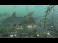 Bream, tench and roach reacting to sweetcorn on underwater camera