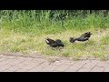 Moorhen feeding their baby chickens / kokoszka