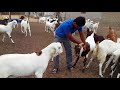 Best Goat Farming | Altaf Goats