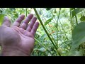 Picking a husk tomato (ground cherries)