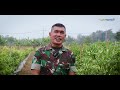 TNI Tanam Cabai dengan Pupuk Organik, Hasilnya Luar Biasa