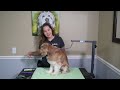 How to Pet A Dog And Body Handling Techniques
