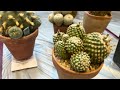 Plant Tour Toronto Cactus & Succulents Club Show Table (Specimen Cactus & Plants) *Relaxing Video *