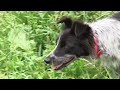 Border Collies (Training, Commands, Life Application)