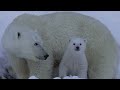 Polar Bear Spring Cubs & Icebergs -- An Arctic/Baffin Safari