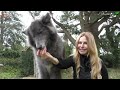 THE DIRE WOLF - THE MOST 'TERRIBLE' & HUGE WOLF EVER?
