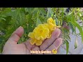 TOUR  por MI JARDIN  en PLENO VERANO despues de unas SEMANAS de MUCHO CALOR | GARDEN TOUR |