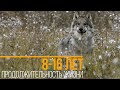 Как охотятся самые КРУПНЫЕ волки в мире? Макензийские (канадские) волки – гроза бизонов!