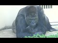 Silverbacks communicate with female gorillas.｜Shabani Group