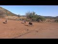 #warthogs #pilanesbergnationalpark