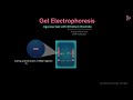 What is Gel Electrophoresis | Don't Memorise