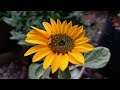 Soraya Sunflower || another unique name of sunflower || Gardening