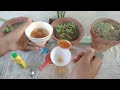 Free Natural Pesticides Spray For Plants At Home | Cheap Pesticides & Fertilizer At Home - Gardening