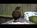 Female Blackbird calling