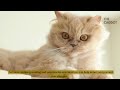 Owning a Persian Cat: The Good, The Bad, The Ugly
