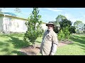 This Fruit Tree Yard Is One Most People Dream To Have