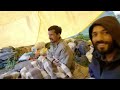 कौन सम्भाल रहा आजकल सारा काम ? OVERNIGHT FOREST CAMPING WITH NOMADIC SHEPHERD'S. HIMACHALI LIFE