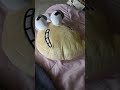 Unboxing my Q Amazon plush