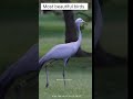 Most beautiful birds